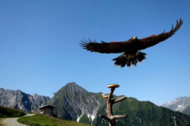 Eagle stage at Ahorn with bird of prey and mountain panorama at 2000m altitude